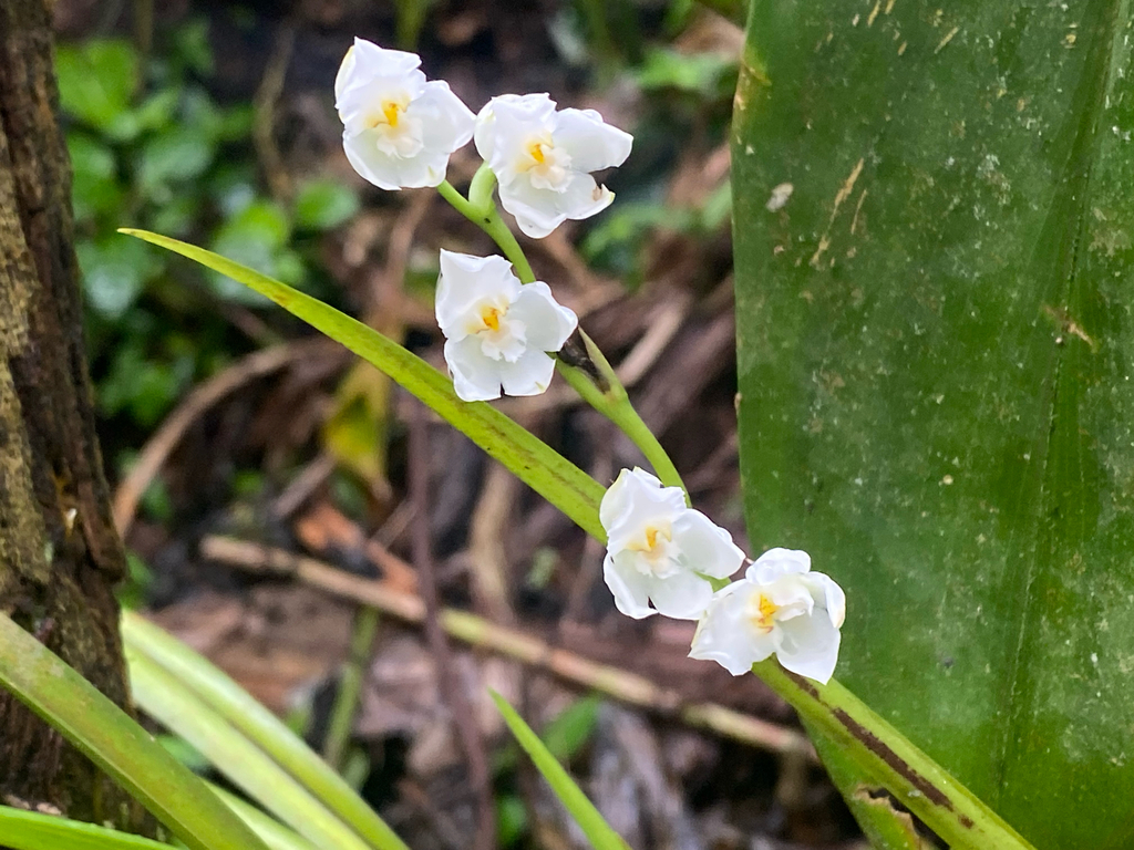 Cuitlauzina convallarioides