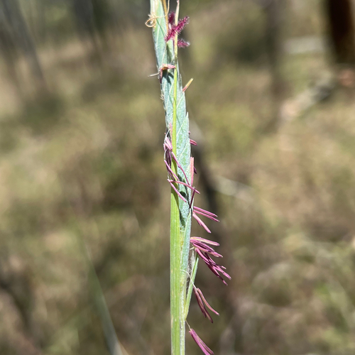Giant Speargrass (Heteropogon triticeus)