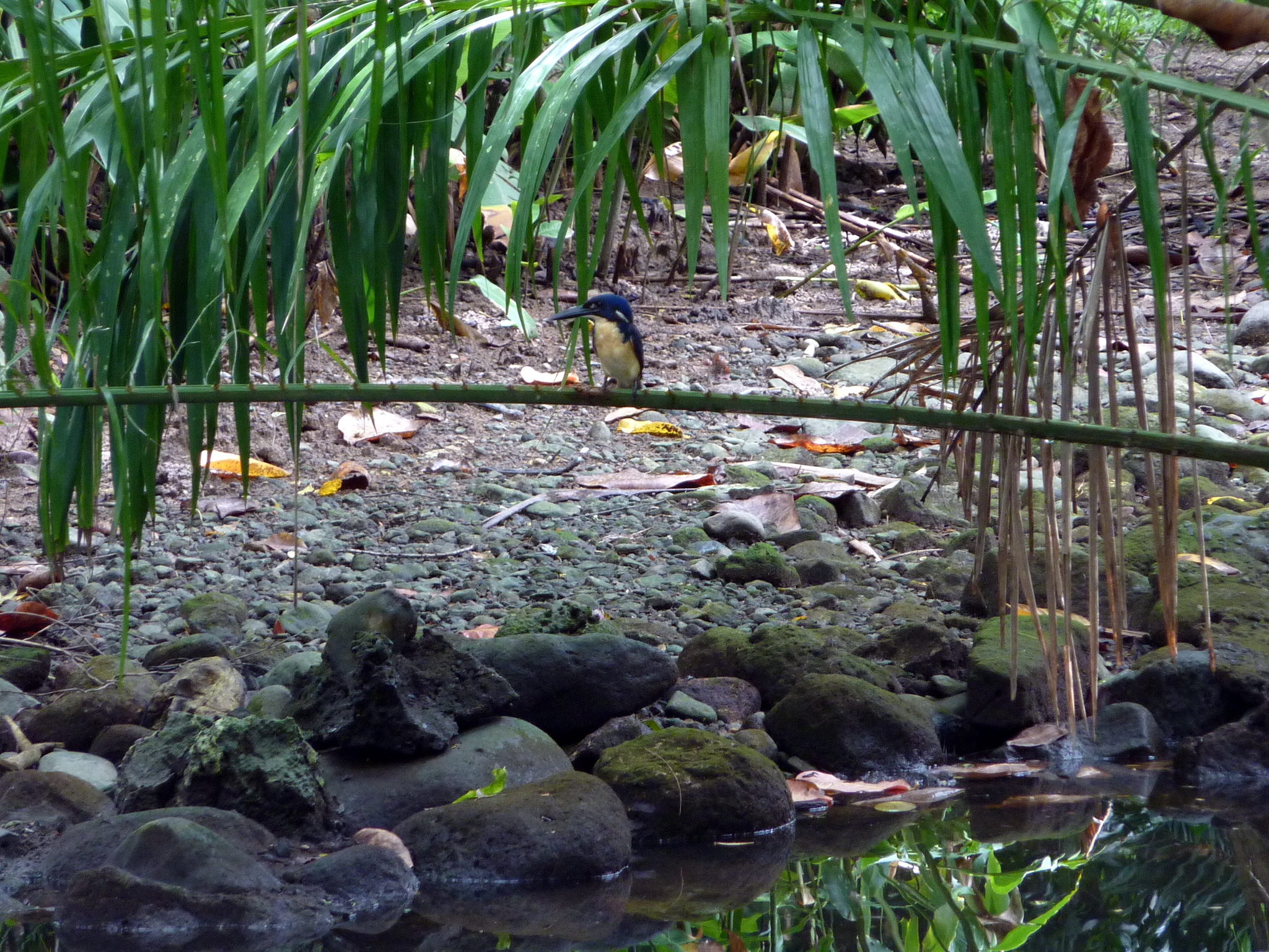 Bismarck Kingfisher (Ceyx websteri), photo 1