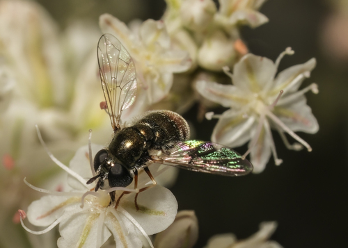 Unknown species found near Helen McCabe SP, Kittitas County, WA, USA