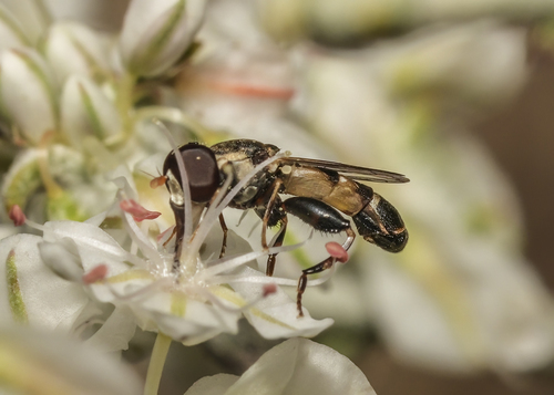 Unknown species found near Helen McCabe SP, Kittitas County, WA, USA