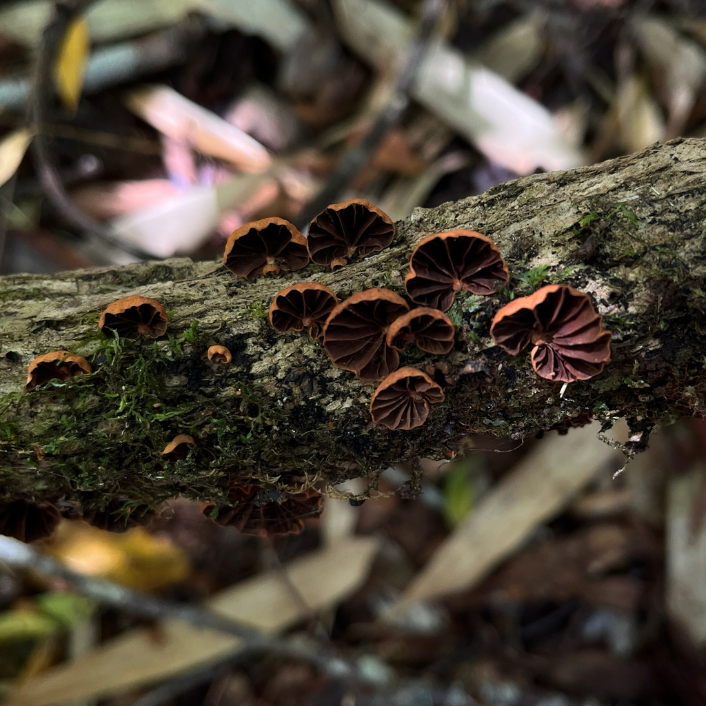 Anthracophyllum discolor · December 2025 · photo: © cristianriquelme (iNaturalist, cc-by)