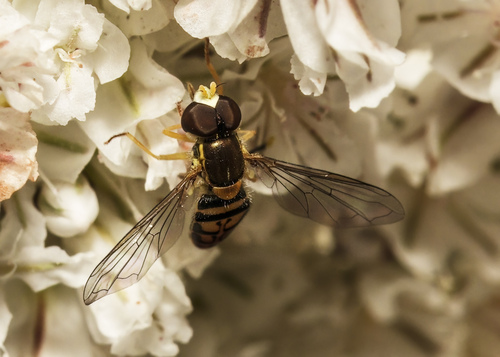 Unknown species found near Helen McCabe SP, Kittitas County, WA, USA
