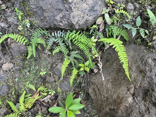 Pityrogramma ferruginea