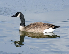 Branta canadensis