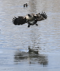 Branta canadensis
