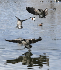 Branta canadensis