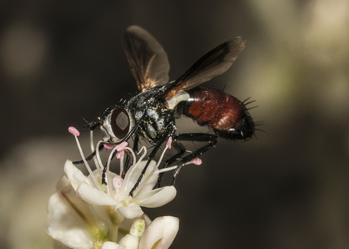 Unknown species found near Helen McCabe SP, Kittitas County, WA, USA