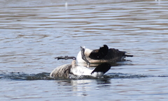Branta canadensis