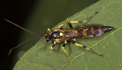 Ichneumon subdolus