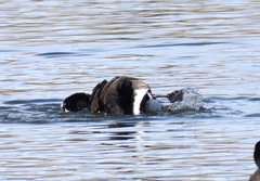 Branta canadensis