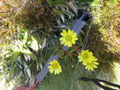 Ranunculus verticillatus