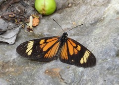 Actinote pellenea perfulva