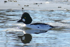 Bucephala clangula