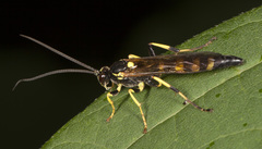 Ichneumon subdolus