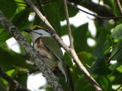 Vireolanius melitophrys