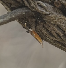 Arotrophora arcuatalis