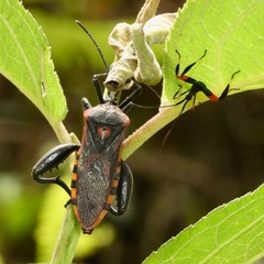 Piezogaster rubropictus