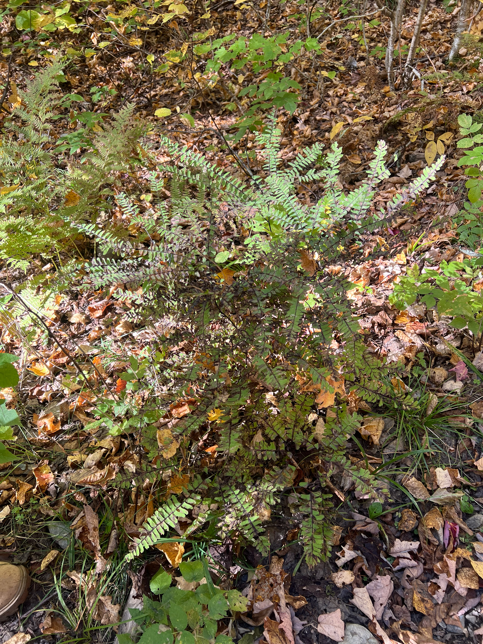 Adiantum × tracyi C.C.Hall ex W.H.Wagner 3