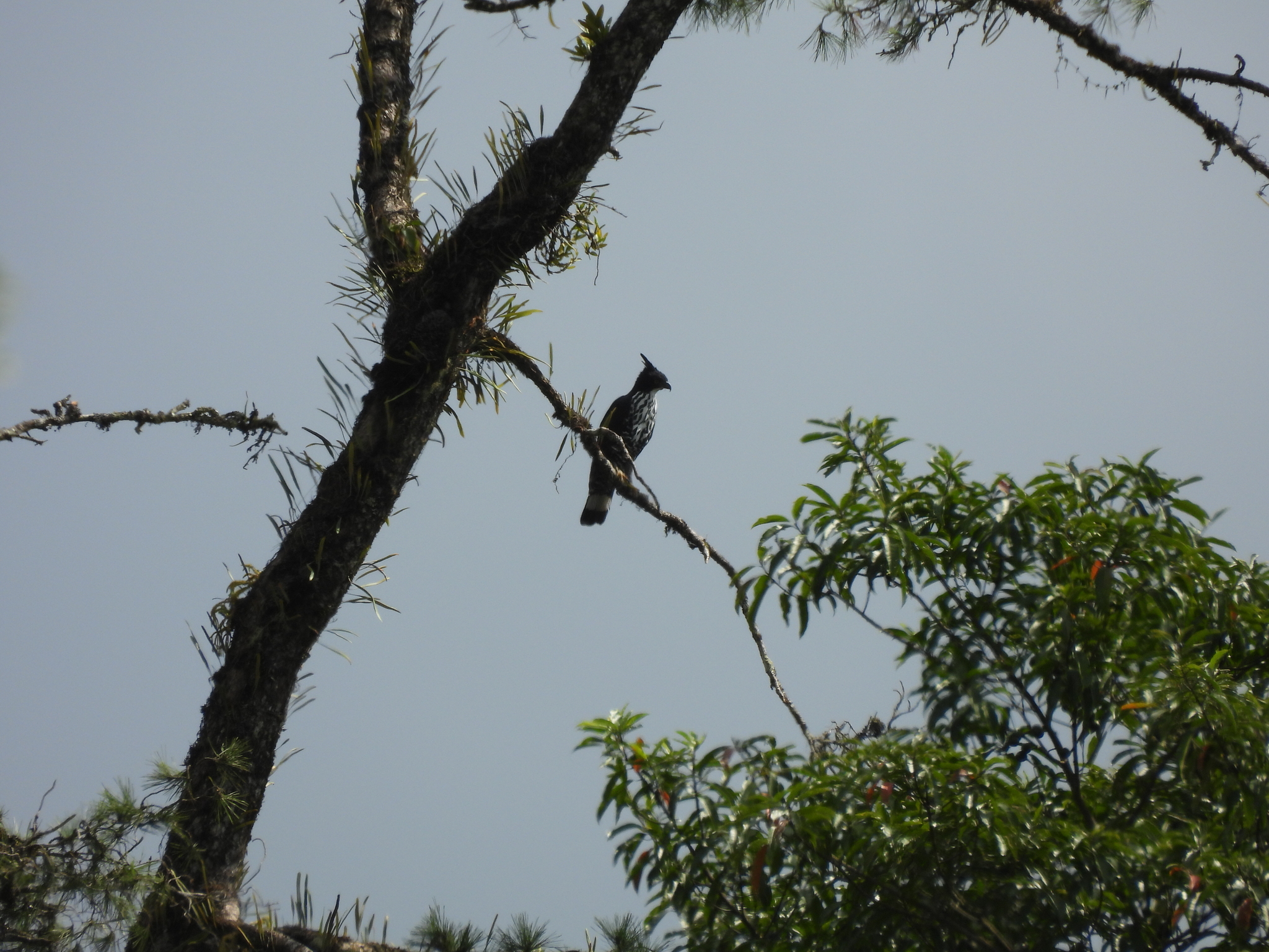 Blyth's Hawk-Eagle (Nisaetus alboniger), photo 3