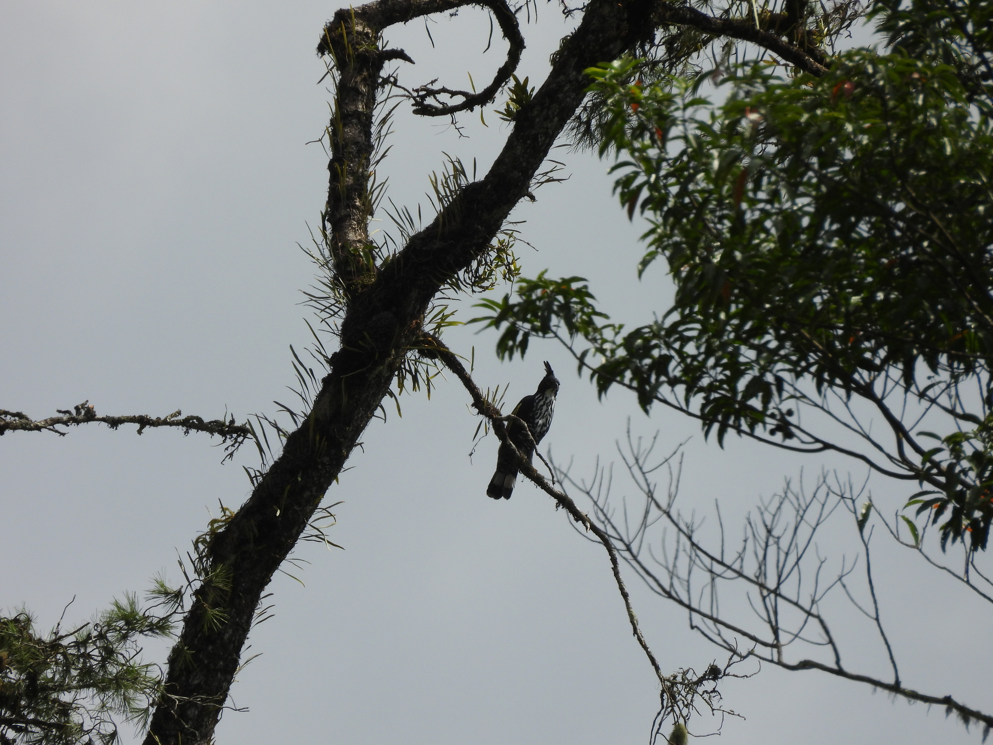 Blyth's Hawk-Eagle (Nisaetus alboniger), photo 6