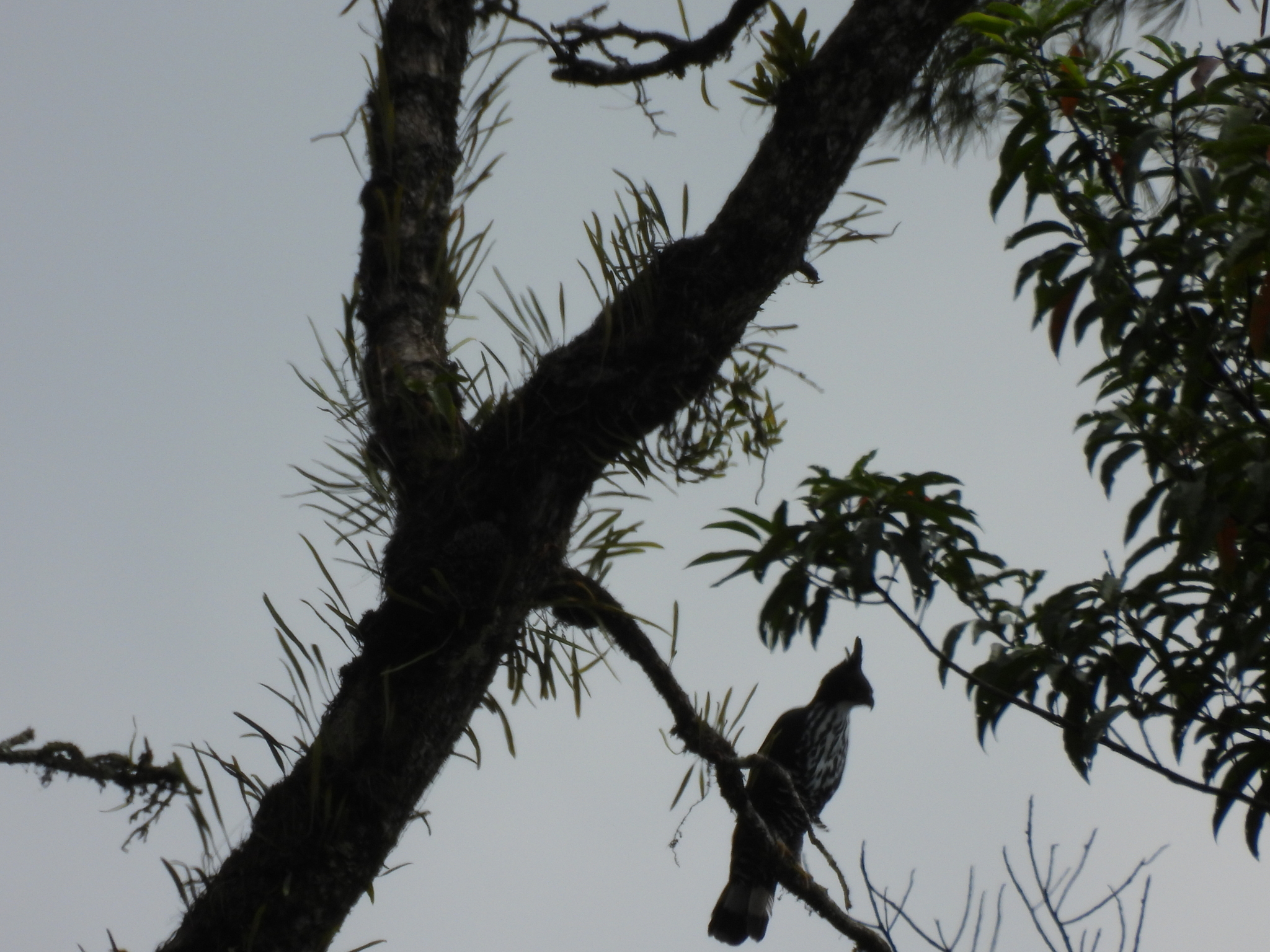 Blyth's Hawk-Eagle (Nisaetus alboniger), photo 7