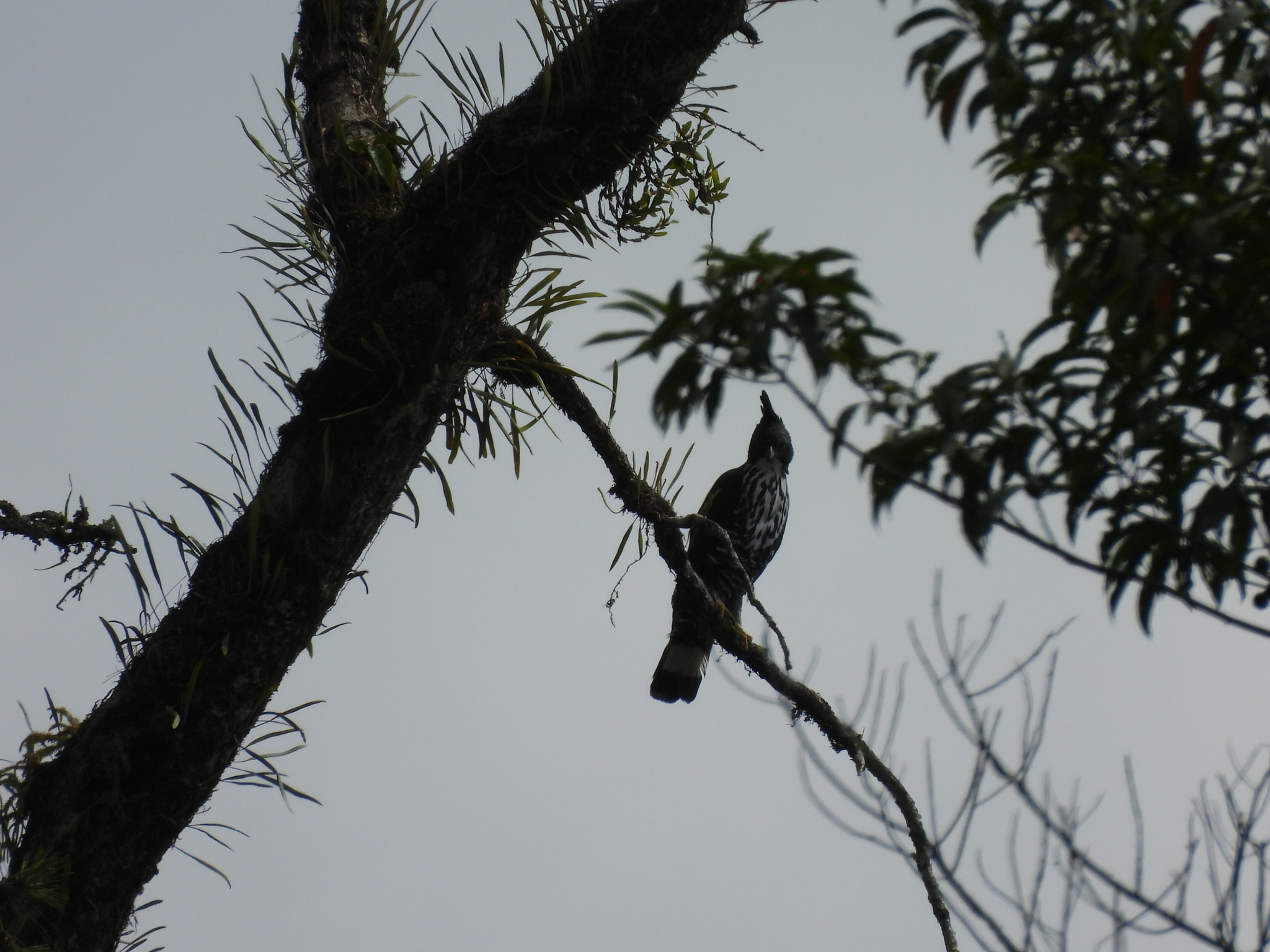 Blyth's Hawk-Eagle (Nisaetus alboniger), photo 8