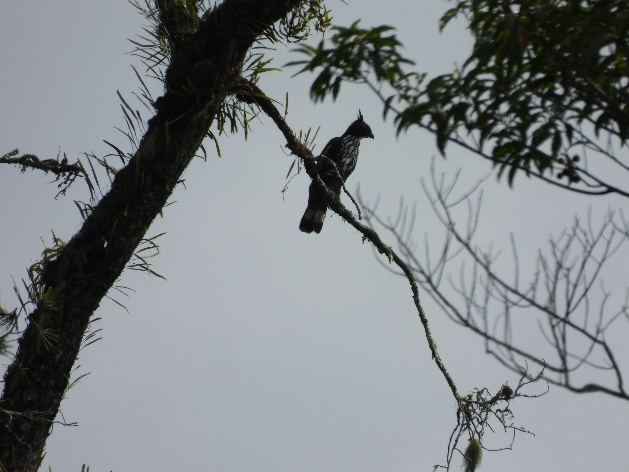 Blyth's Hawk-Eagle (Nisaetus alboniger), photo 9