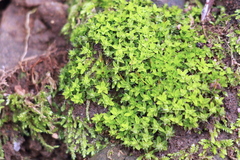 Syntrichia virescens