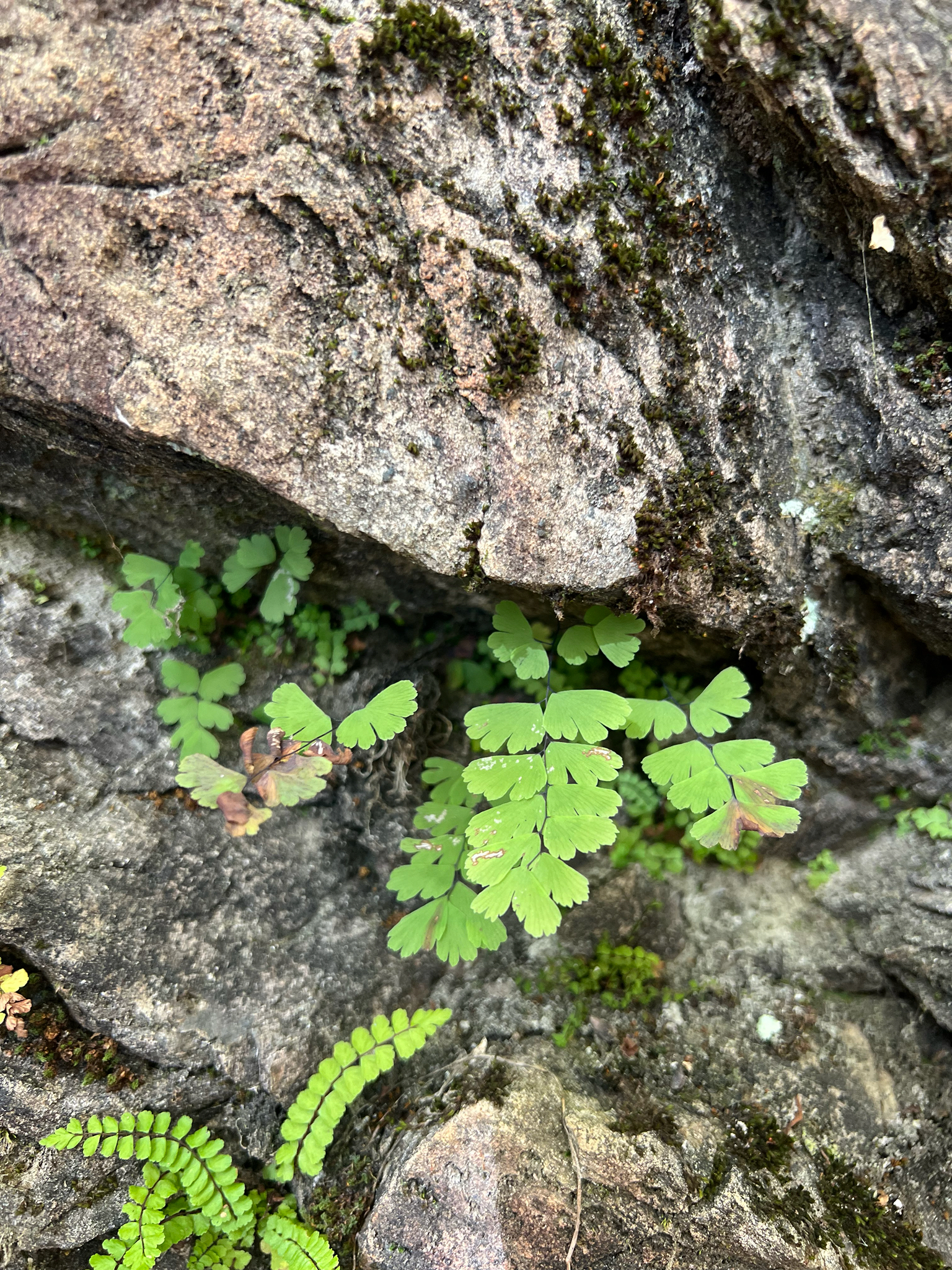 Adiantum × tracyi C.C.Hall ex W.H.Wagner 2