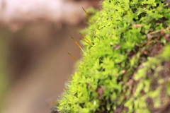 Syntrichia virescens