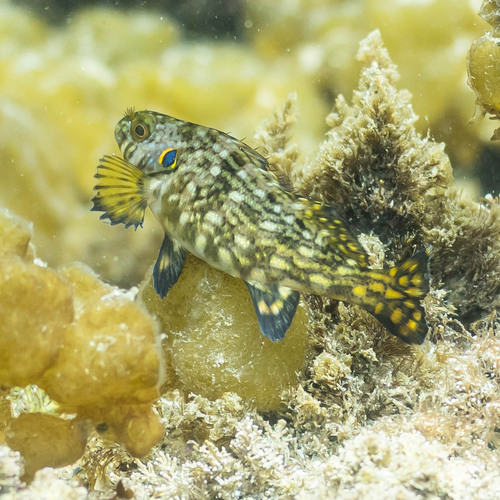 Rock cale (Aplodactylus lophodon) — Aplodactylidae — 4