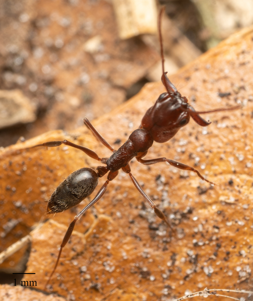 Florida Trap-jaw Ant