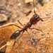 Florida Trap-jaw Ant - Photo no rights reserved, uploaded by Jesse Rorabaugh