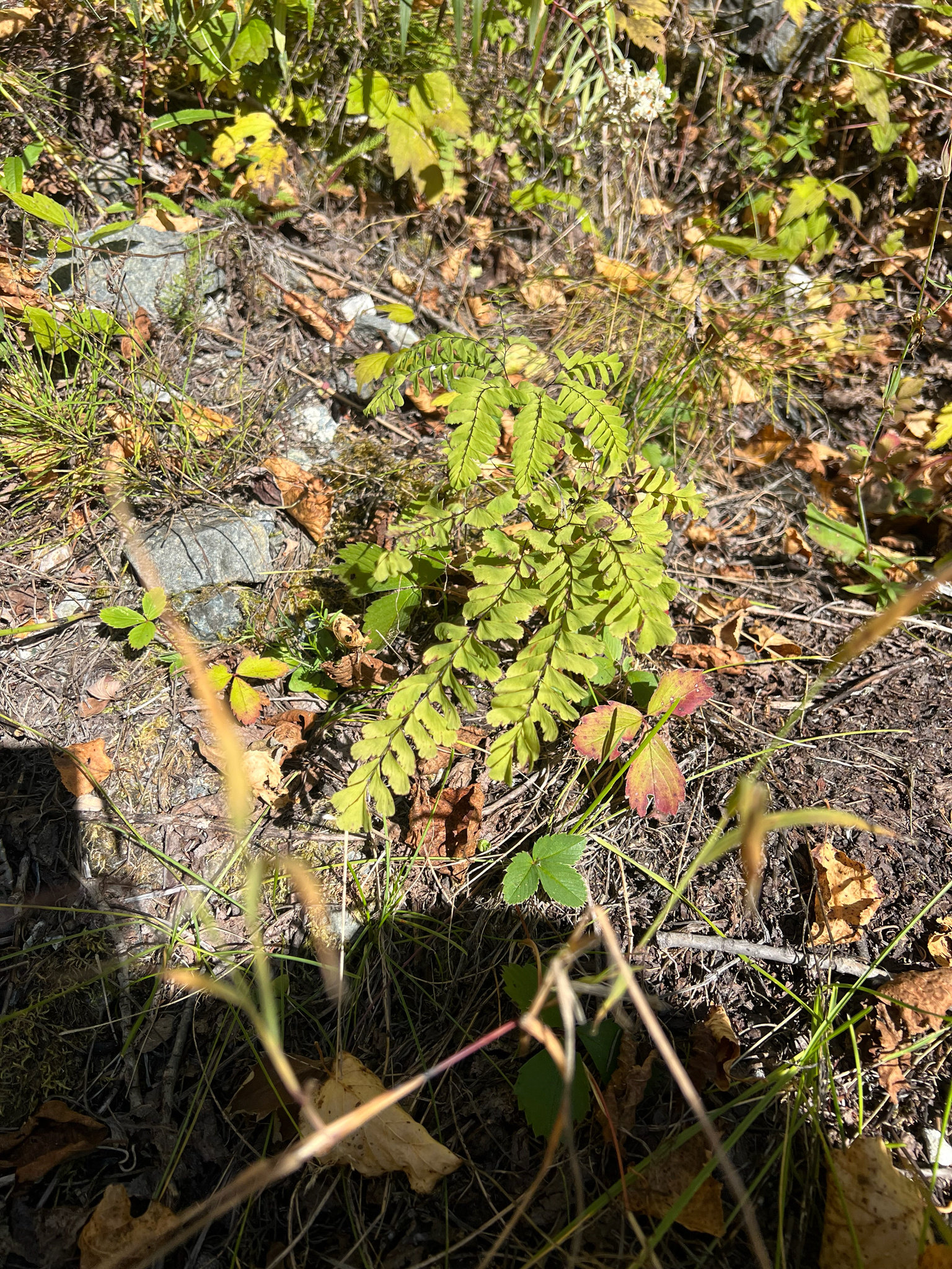 Adiantum × ailaoshanense Y.H.Yan & Ying Wang