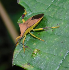 Melucha acutispina