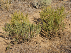 Artemisia pauciflora