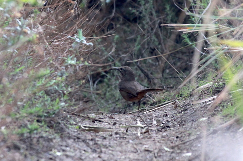 iNaturalist observation photo of California Thrasher