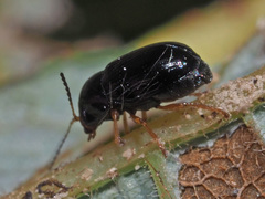 Cryptocephalus querceti