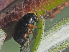 Cryptocephalus querceti