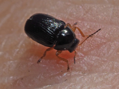 Cryptocephalus querceti