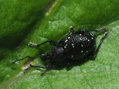 Otiorhynchus gemmatus