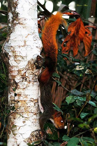 Southern Amazon Red Squirrel