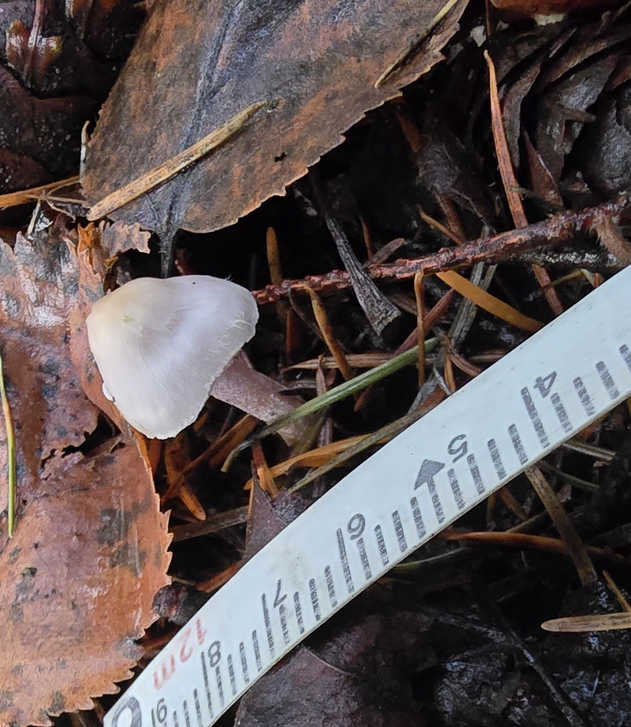 Inocybe sp. 'pallidicremea-PNW03' · December 2025 · photo: © leannestacy (iNaturalist, cc0)