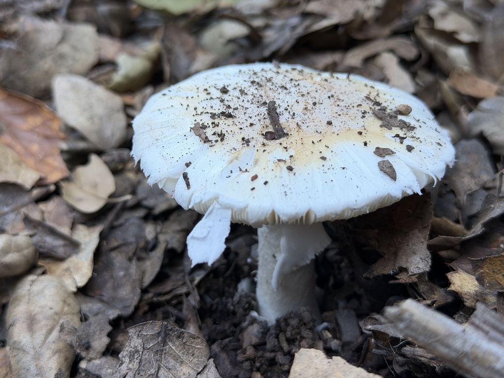 Amanita ocreata · December 2025 · photo: © aheyman1 (iNaturalist, cc0)