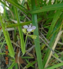 Commelinoideae