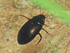 Agabus melanarius