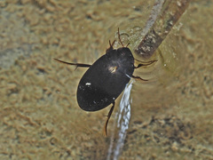 Agabus melanarius