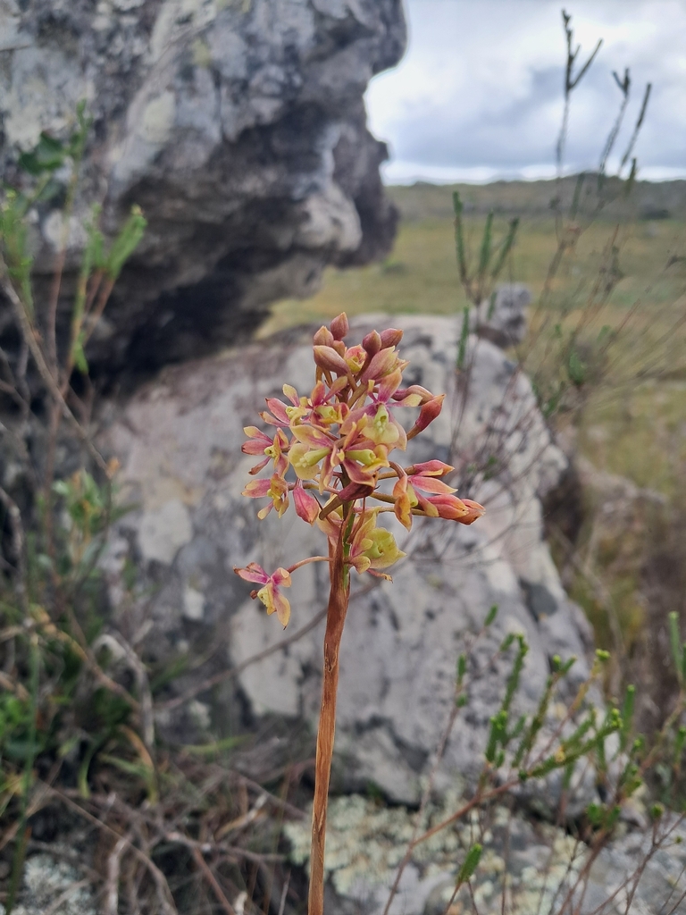 Epidendrum martianum Lindl. 3