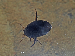 Agabus melanarius